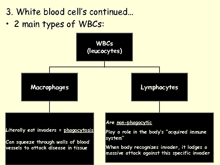 3. White blood cell’s continued… • 2 main types of WBCs: WBCs (leucocytes) Macrophages
