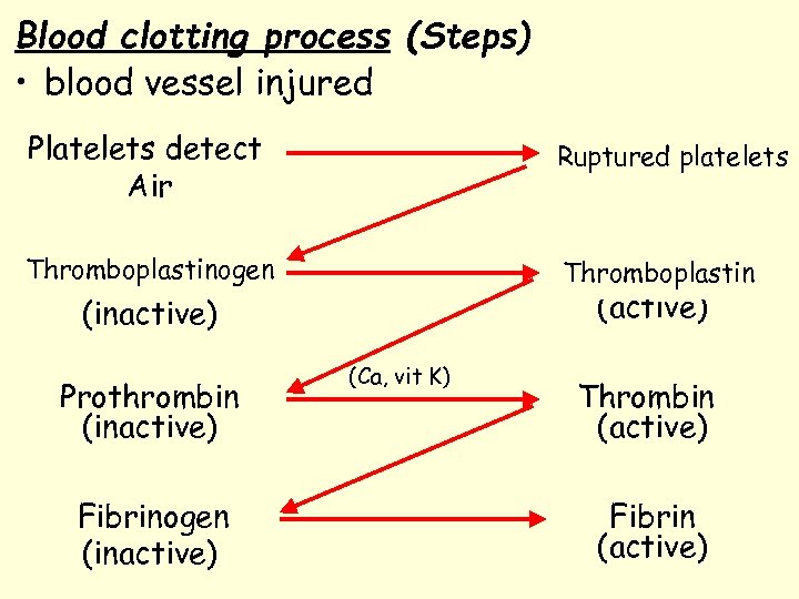 Blood clotting process (Steps) • blood vessel injured Platelets detect Air Ruptured platelets Thromboplastinogen