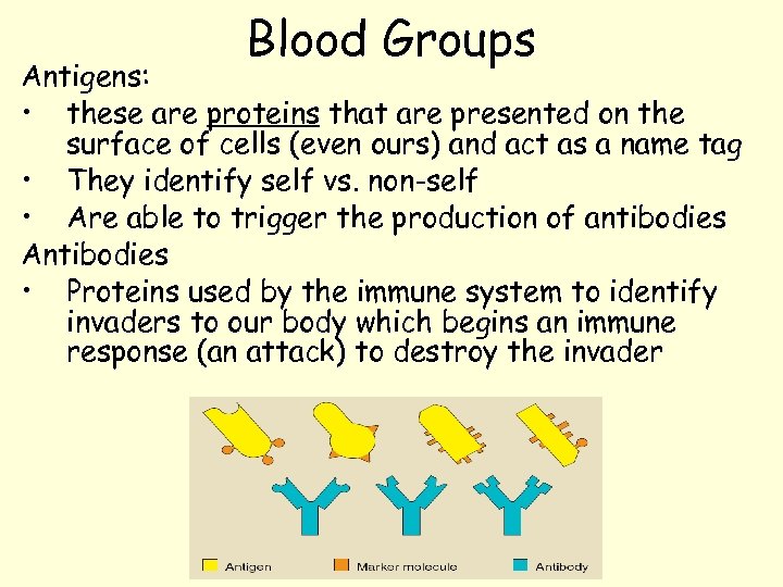 Blood Groups Antigens: • these are proteins that are presented on the surface of