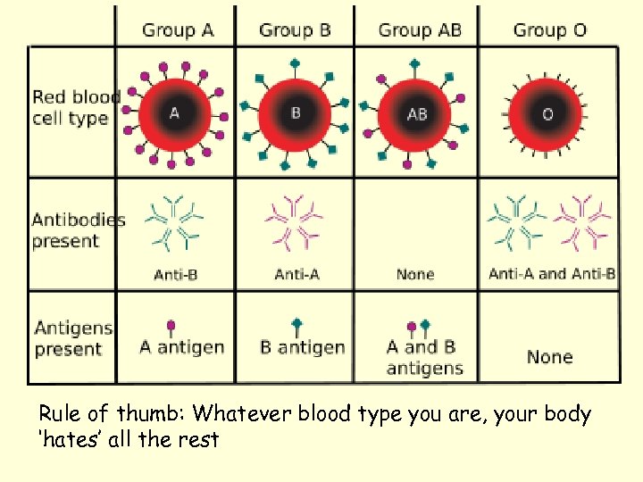 Rule of thumb: Whatever blood type you are, your body ‘hates’ all the rest