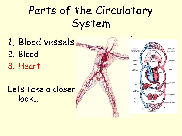 Parts of the Circulatory System 1. Blood vessels 2. Blood 3. Heart Lets take