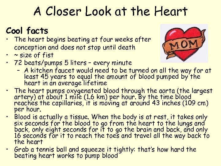 A Closer Look at the Heart Cool facts • The heart begins beating at