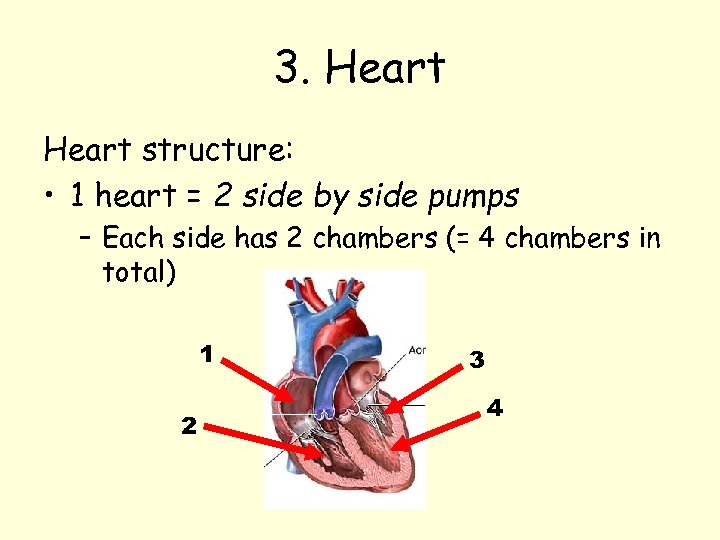 3. Heart structure: • 1 heart = 2 side by side pumps – Each