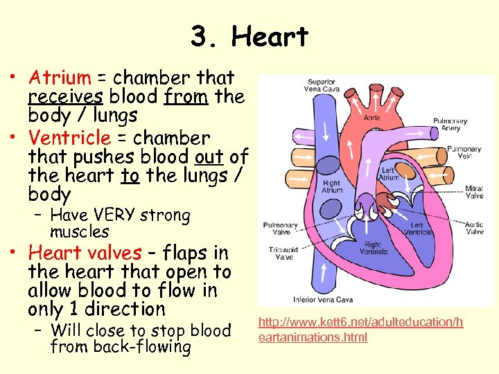 3. Heart • Atrium = chamber that receives blood from the body / lungs