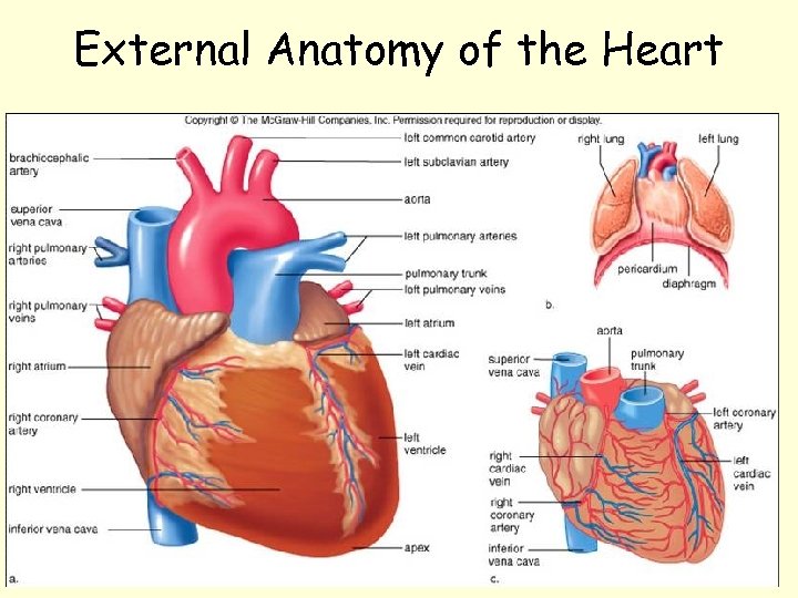 External Anatomy of the Heart 