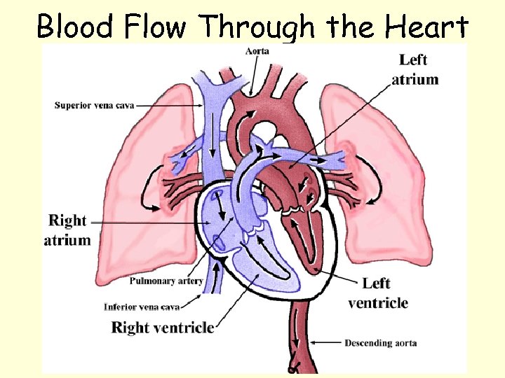 Blood Flow Through the Heart 