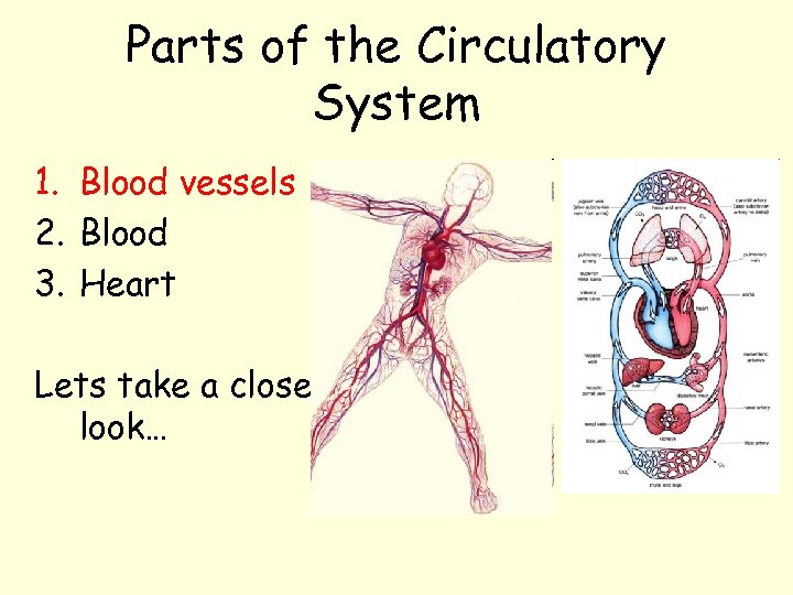 Parts of the Circulatory System 1. Blood vessels 2. Blood 3. Heart Lets take