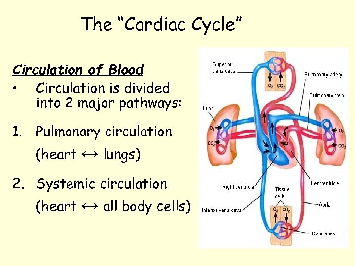 The “Cardiac Cycle” Circulation of Blood • Circulation is divided into 2 major pathways: