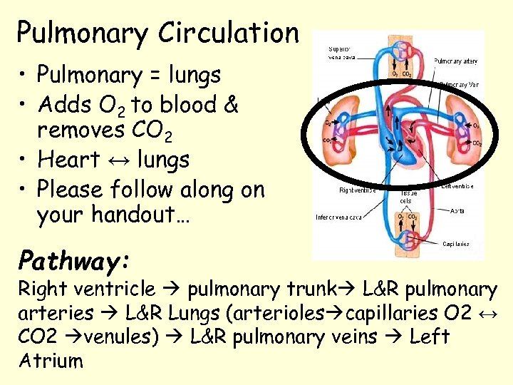 Pulmonary Circulation • Pulmonary = lungs • Adds O 2 to blood & removes