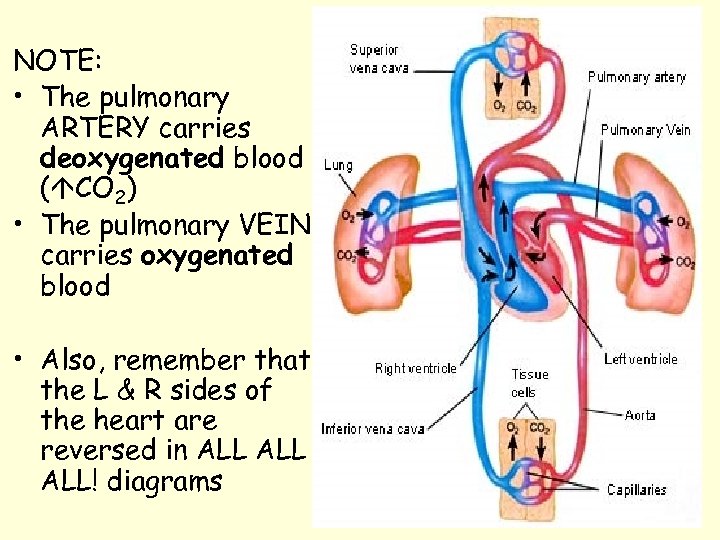 NOTE: • The pulmonary ARTERY carries deoxygenated blood ( CO 2) • The pulmonary