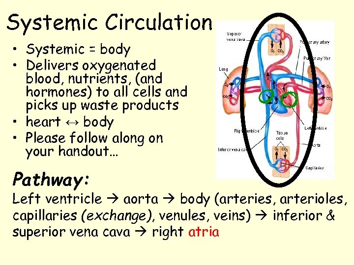 Systemic Circulation • Systemic = body • Delivers oxygenated blood, nutrients, (and hormones) to