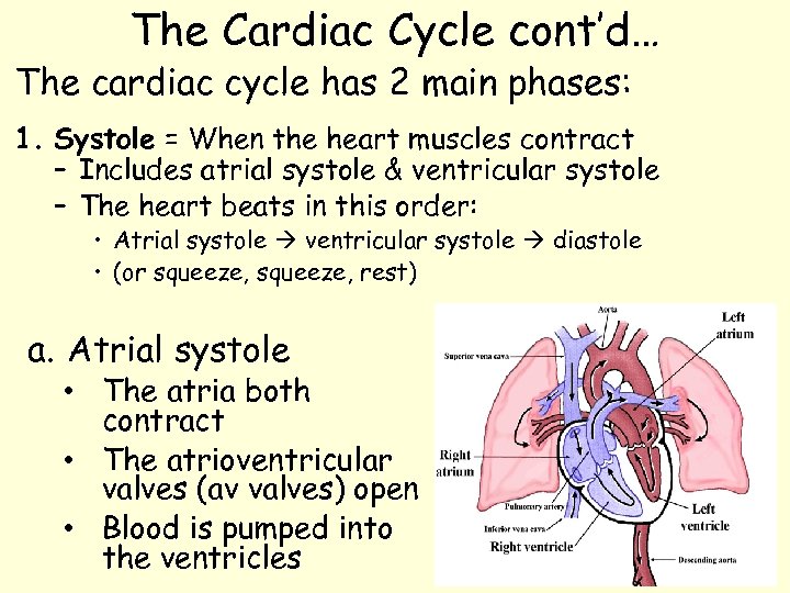The Cardiac Cycle cont’d… The cardiac cycle has 2 main phases: 1. Systole =