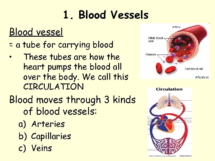 1. Blood Vessels Blood vessel = a tube for carrying blood • These tubes