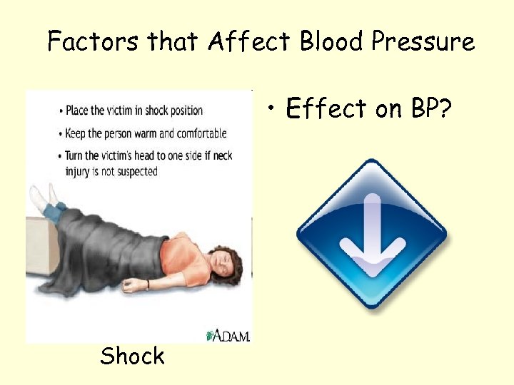 Factors that Affect Blood Pressure • Effect on BP? Shock 