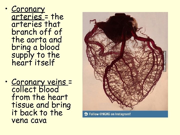  • Coronary arteries = the arteries that branch off of the aorta and