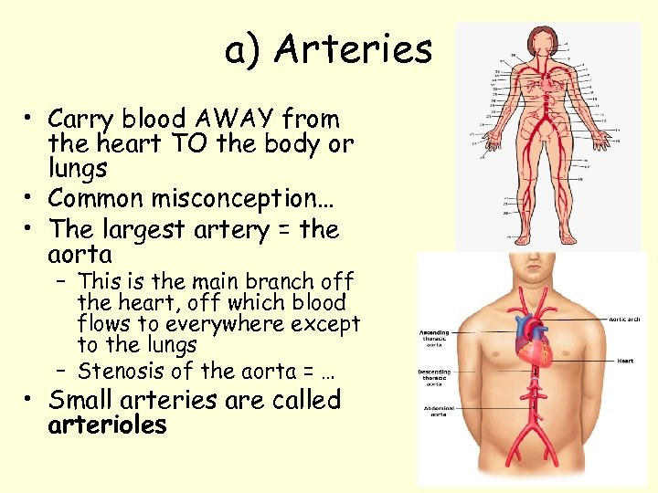 a) Arteries • Carry blood AWAY from the heart TO the body or lungs