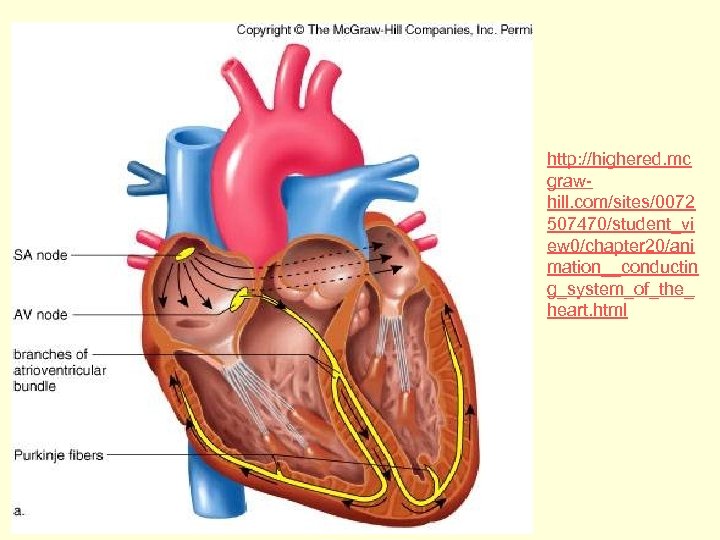 http: //highered. mc grawhill. com/sites/0072 507470/student_vi ew 0/chapter 20/ani mation__conductin g_system_of_the_ heart. html 