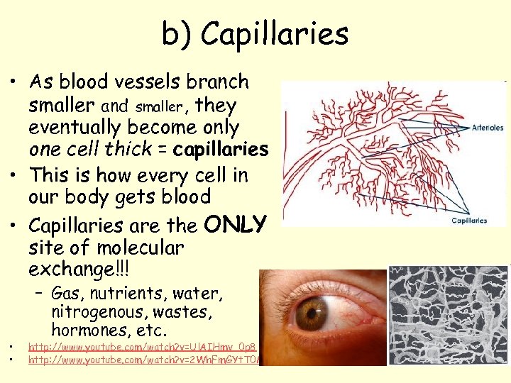 b) Capillaries • As blood vessels branch smaller and smaller, they eventually become only