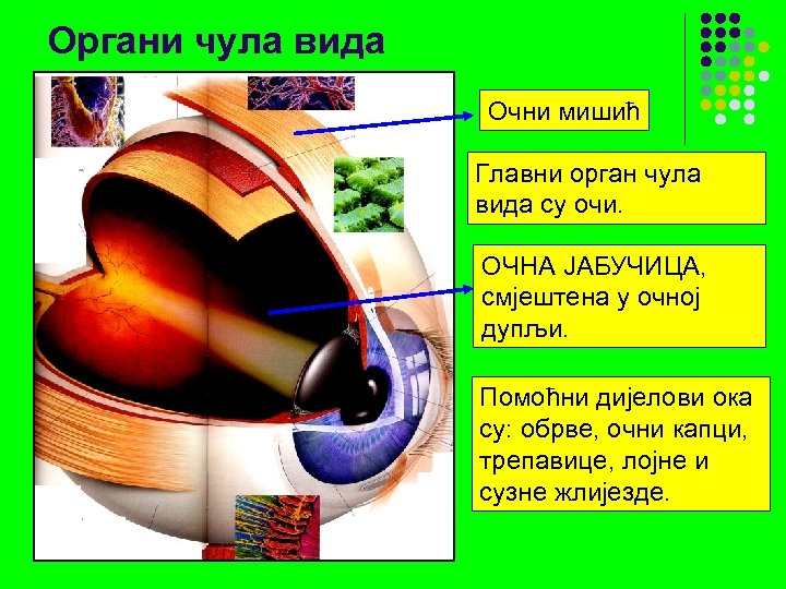 Органи чула вида Очни мишић Главни орган чула вида су очи. ОЧНА ЈАБУЧИЦА, смјештена