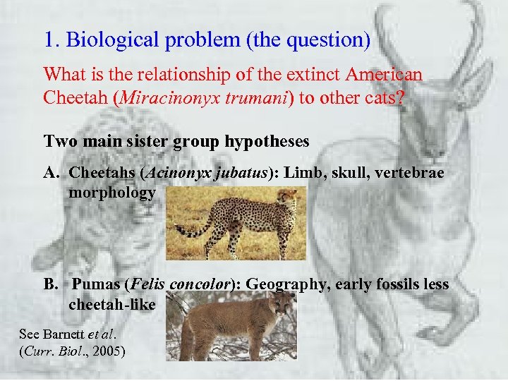 1. Biological problem (the question) What is the relationship of the extinct American Cheetah