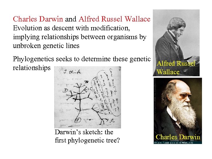 Charles Darwin and Alfred Russel Wallace Evolution as descent with modification, implying relationships between