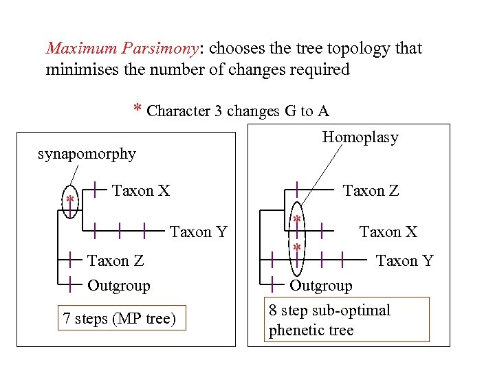 Maximum Parsimony: chooses the tree topology that minimises the number of changes required *