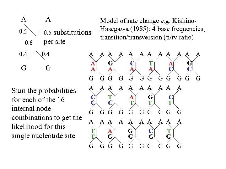 A A 0. 5 substitutions 0. 6 per site 0. 4 G G Model
