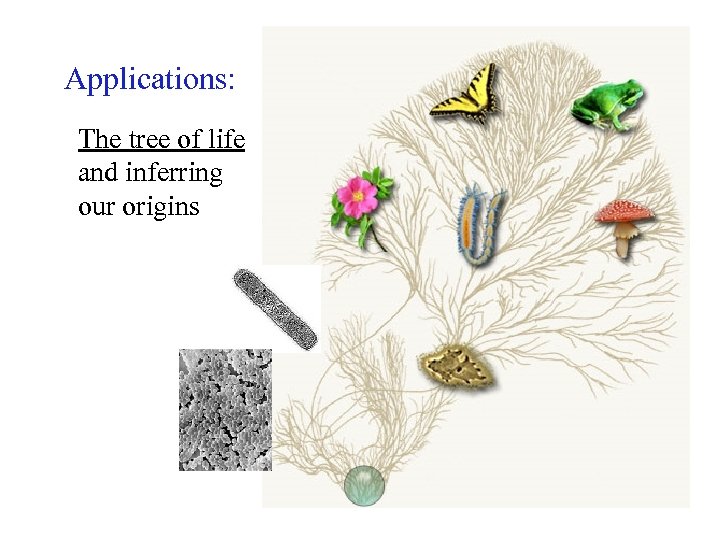 Applications: The tree of life and inferring our origins 