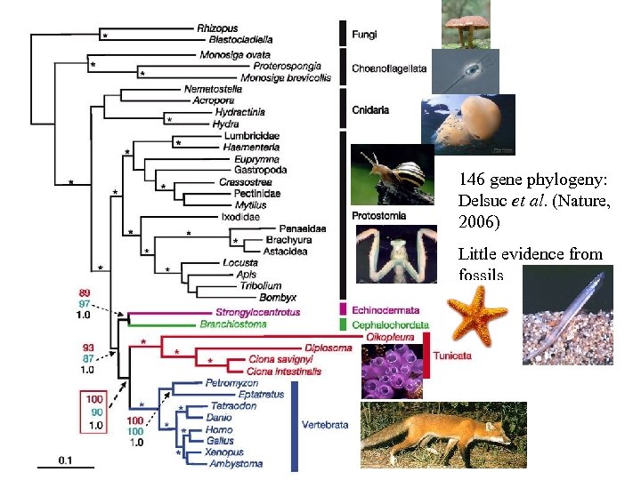 146 gene phylogeny: Delsuc et al. (Nature, 2006) Little evidence from fossils 