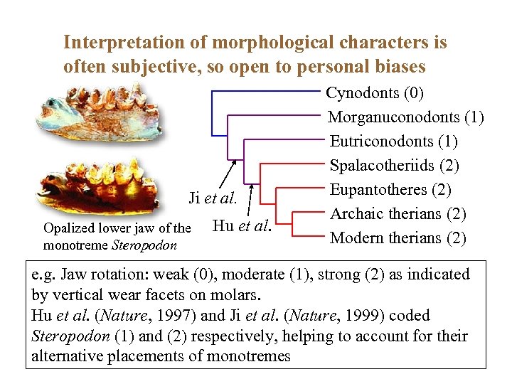 Interpretation of morphological characters is often subjective, so open to personal biases Ji et