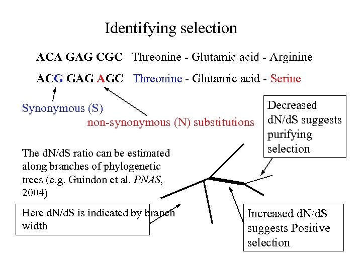 Identifying selection ACA GAG CGC Threonine - Glutamic acid - Arginine ACG GAG AGC