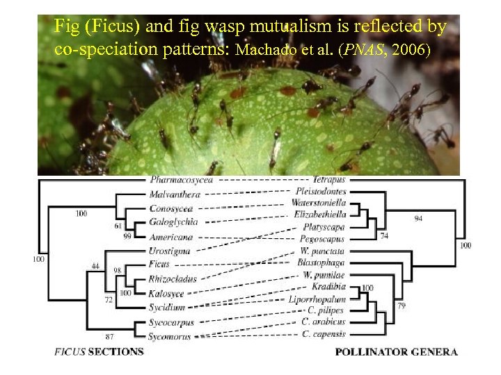 Fig (Ficus) and fig wasp mutualism is reflected by co-speciation patterns: Machado et al.
