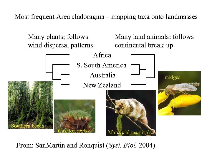 Most frequent Area cladoragms – mapping taxa onto landmasses Many plants; follows wind dispersal