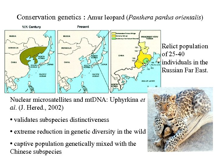 Conservation genetics : Amur leopard (Panthera pardus orientalis) Relict population of 25 -40 individuals