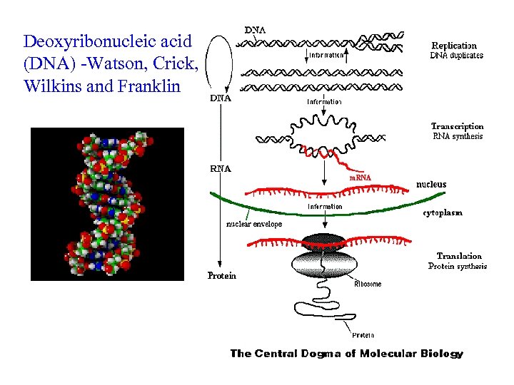 Deoxyribonucleic acid (DNA) -Watson, Crick, Wilkins and Franklin 