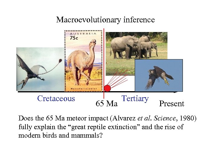 Macroevolutionary inference Cretaceous 65 Ma Tertiary Present Does the 65 Ma meteor impact (Alvarez