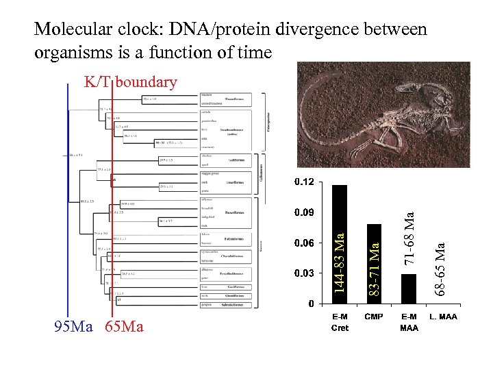 Molecular clock: DNA/protein divergence between organisms is a function of time 95 Ma 68
