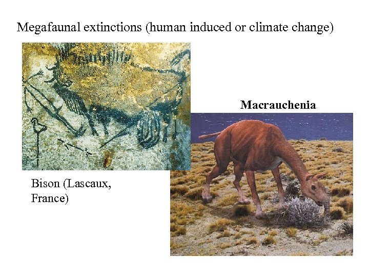 Megafaunal extinctions (human induced or climate change) Macrauchenia Bison (Lascaux, France) 