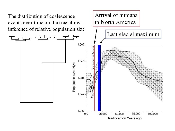 The distribution of coalescence events over time on the tree allow inference of relative