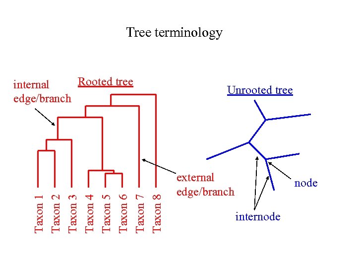 Tree terminology Taxon 1 Taxon 2 Taxon 3 Taxon 4 Taxon 5 Taxon 6