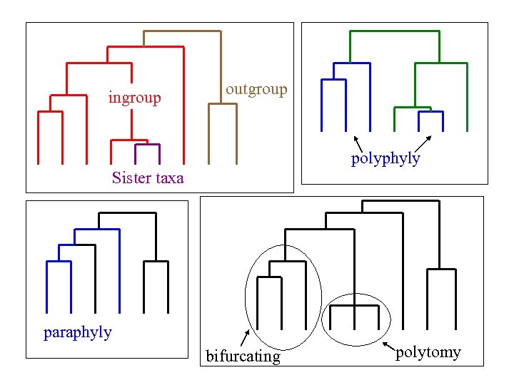 ingroup outgroup polyphyly Sister taxa paraphyly bifurcating polytomy 
