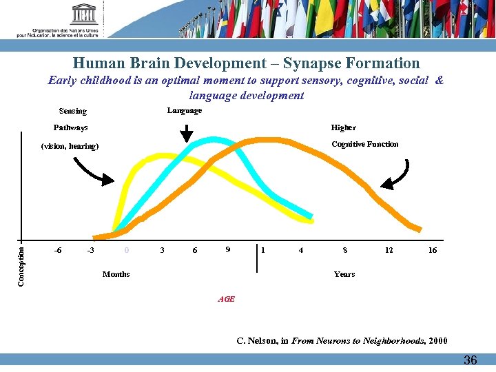 Human Brain Development – Synapse Formation Early childhood is an optimal moment to support
