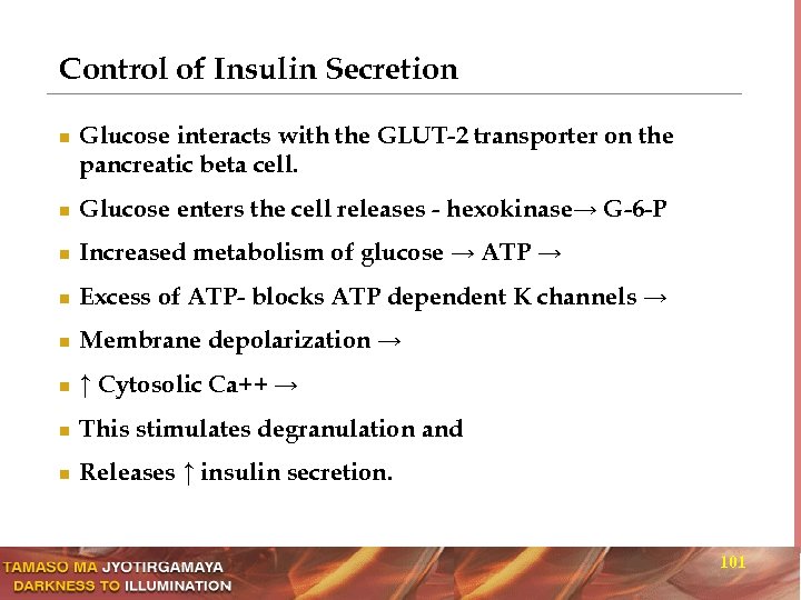 Control of Insulin Secretion n Glucose interacts with the GLUT-2 transporter on the pancreatic
