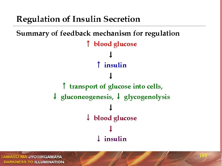 Regulation of Insulin Secretion Summary of feedback mechanism for regulation ↑ blood glucose ↓
