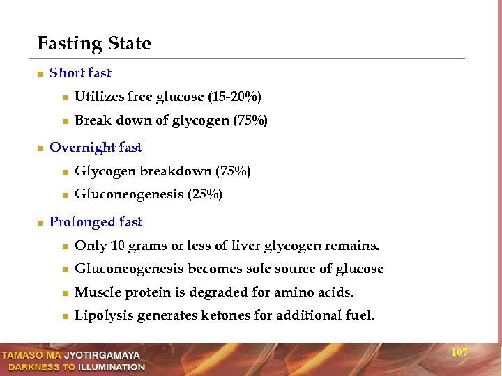 Fasting State n Short fast n n n Utilizes free glucose (15 -20%) Break