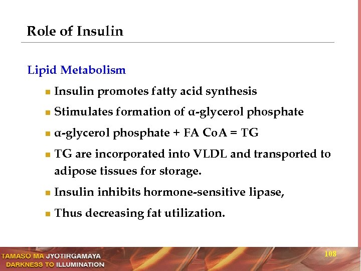 Role of Insulin Lipid Metabolism n Insulin promotes fatty acid synthesis n Stimulates formation