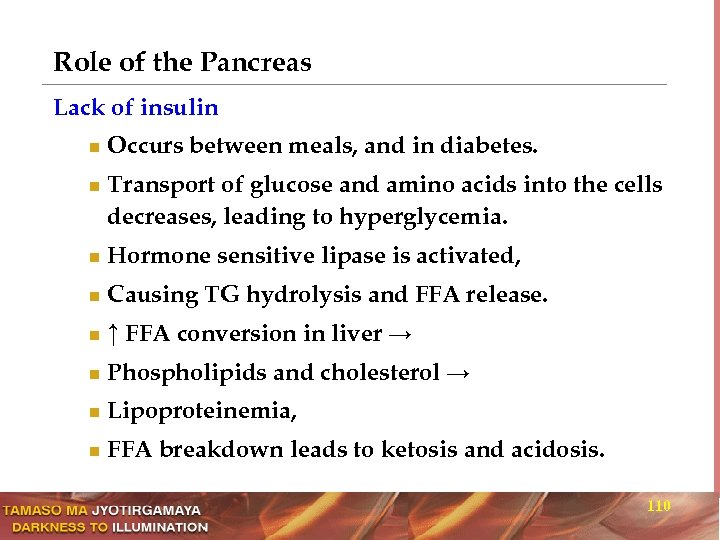 Role of the Pancreas Lack of insulin n n Occurs between meals, and in