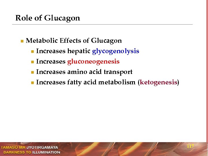 Role of Glucagon n Metabolic Effects of Glucagon Increases hepatic glycogenolysis n Increases gluconeogenesis