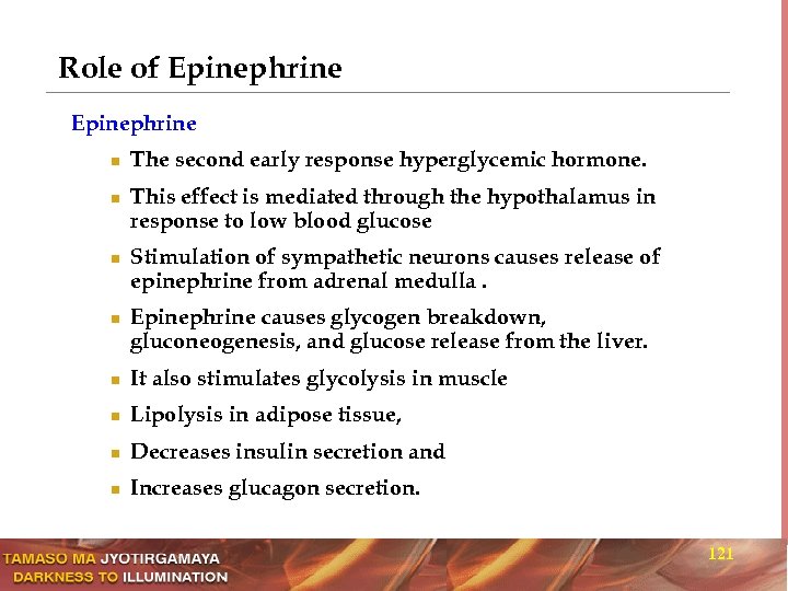 Role of Epinephrine n n The second early response hyperglycemic hormone. This effect is