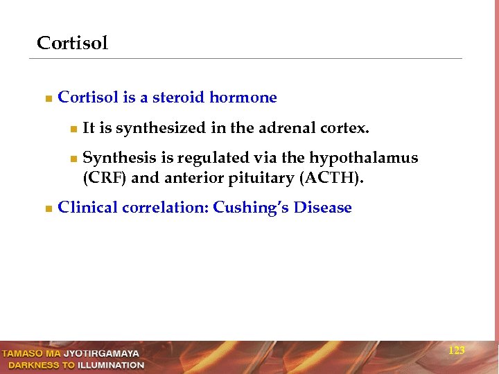 Cortisol n Cortisol is a steroid hormone n n n It is synthesized in